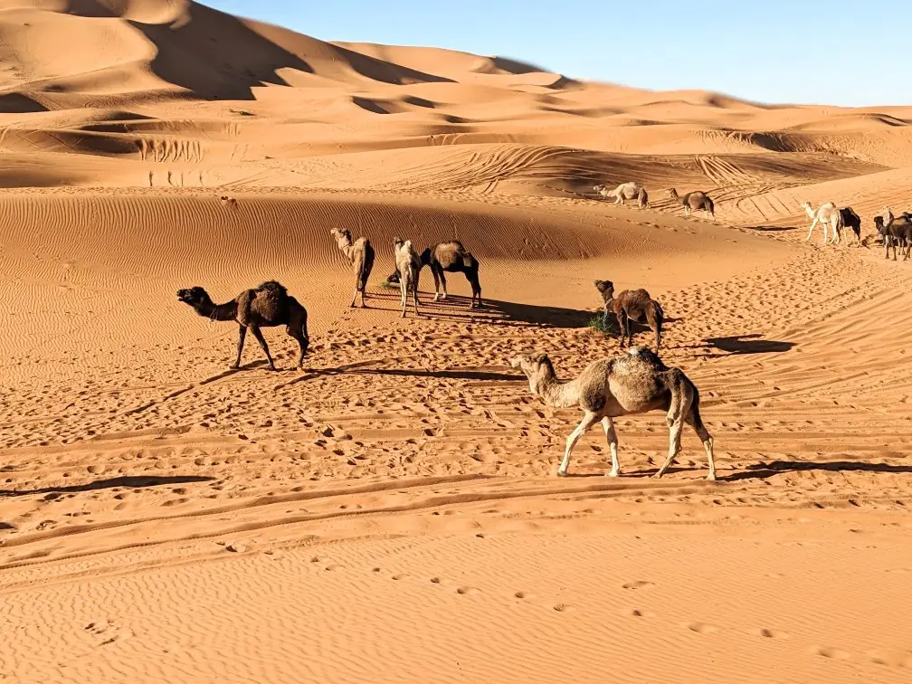 3 Days Marrakech to Fes via Merzouga - private Morocco tour through Marrakech to Fes